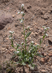 Amsinckiopsis kingii