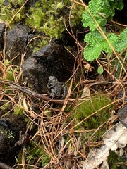 Bufo bankorensis