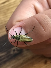 Lepturobosca chrysocoma