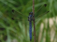 Orthetrum lineostigma