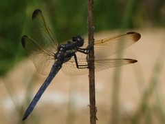 Orthetrum lineostigma