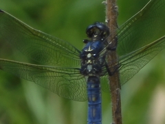 Orthetrum lineostigma
