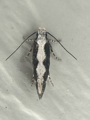 Agnippe prunifoliella