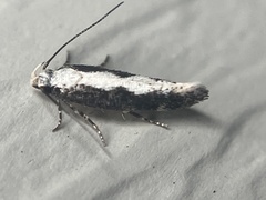 Agnippe prunifoliella