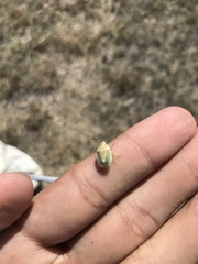 Chlorochroa viridicata