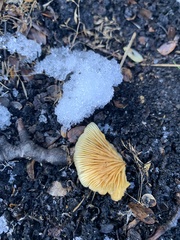 Crepidotus praecipuus