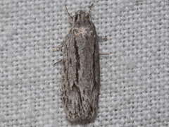 Agriophara leptosemela