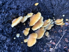 Crepidotus praecipuus