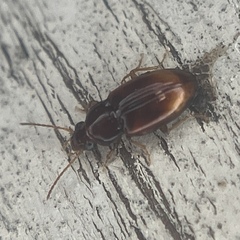 Elaphropus obesulus