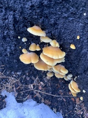 Crepidotus praecipuus
