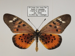 Acraea pharsalus