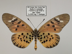 Acraea pharsalus