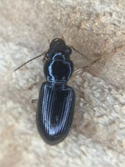 Pogonodaptus mexicanus