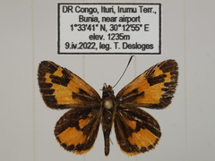 Pardaleodes incerta incerta