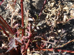Gilia tenuiflora