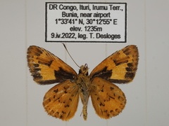 Pardaleodes incerta incerta