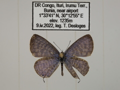 Leptotes pulchra pulchra