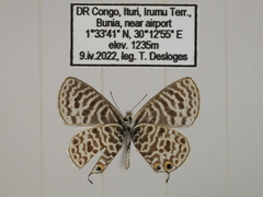 Leptotes pulchra pulchra