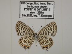 Leptotes pulchra pulchra
