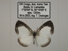 Spalgis lemolea lemolea