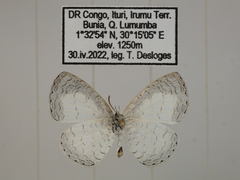 Spalgis lemolea lemolea