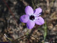 Gilia tenuiflora