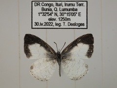 Spalgis lemolea lemolea