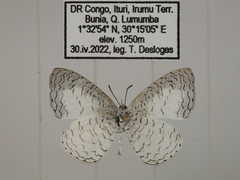 Spalgis lemolea lemolea