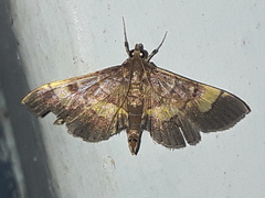 Syngamia falsidicalis