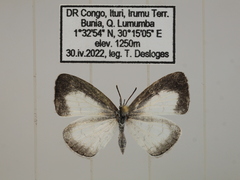 Spalgis lemolea lemolea