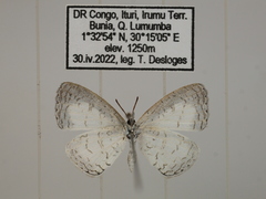 Spalgis lemolea lemolea