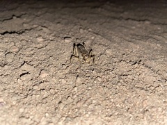 Cyphoderris