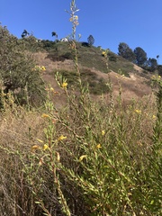 Oenothera elata hookeri