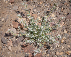 Amsinckiopsis kingii