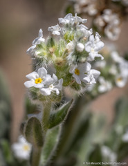 Amsinckiopsis kingii