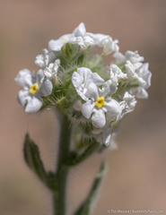 Amsinckiopsis kingii