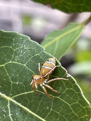 Cosmophasis bitaeniata