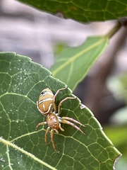 Cosmophasis bitaeniata