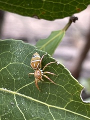 Cosmophasis bitaeniata