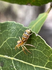 Cosmophasis bitaeniata