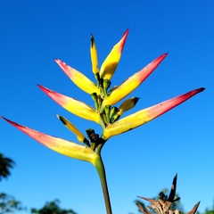 Heliconia hirsuta