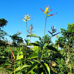 Heliconia hirsuta