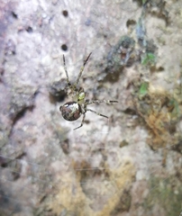 Allende nigrohumeralis