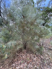 Jacksonia thesioides