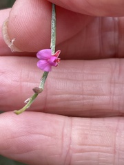 Jacksonia thesioides