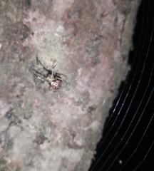 Allende nigrohumeralis