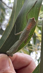 Sphodropoda quinquedens