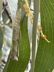 Sphodropoda quinquedens