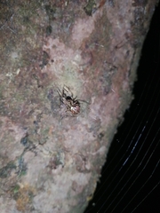 Allende nigrohumeralis