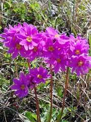 Primula cuneifolia